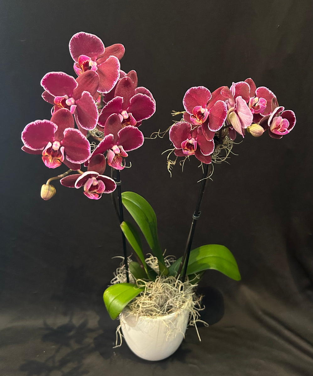 Phalaenopsis Orchid Plant – Nicola Flora