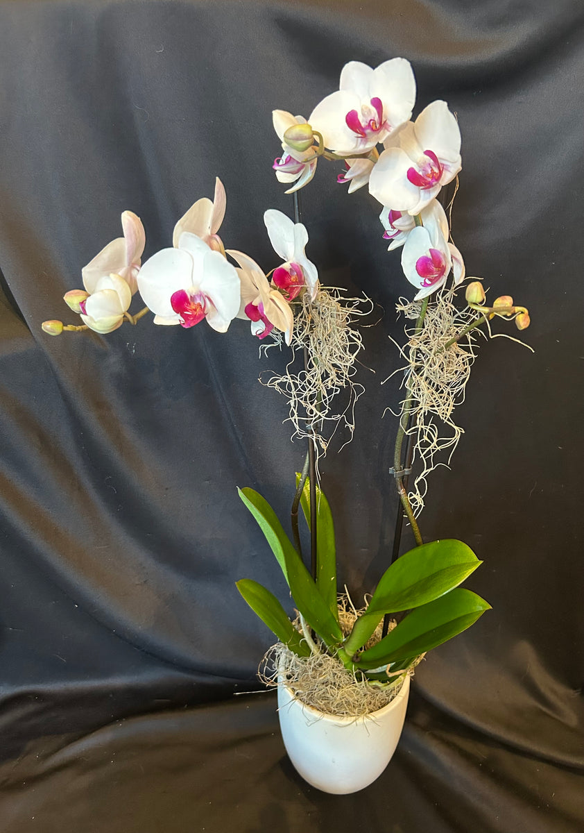 flora様 Phalaenopsis Orchid Plant – Nicola Flora