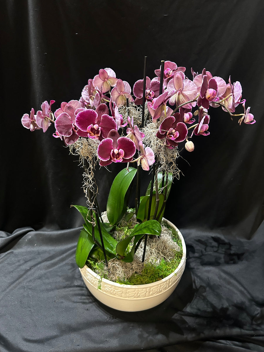 6 Stem Orchid in Ceramic Planter – Nicola Flora