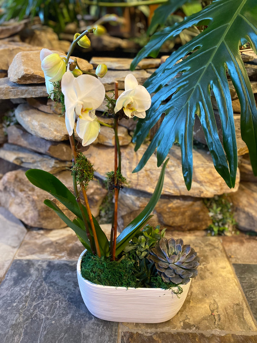 Modern Orchid and Succulent Arrangement – Nicola Flora