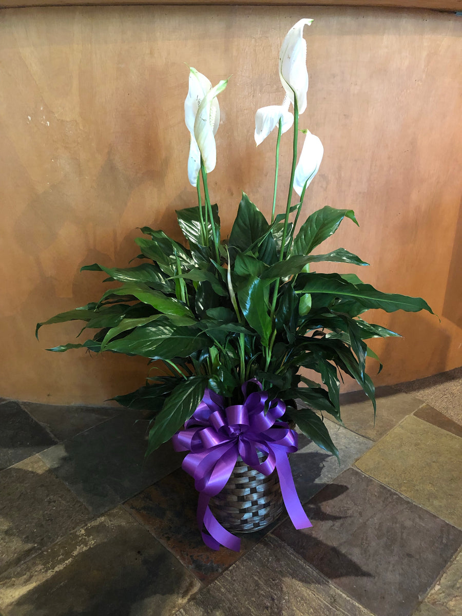 peace lily purple Peace Lily in Basket – Nicola Flora