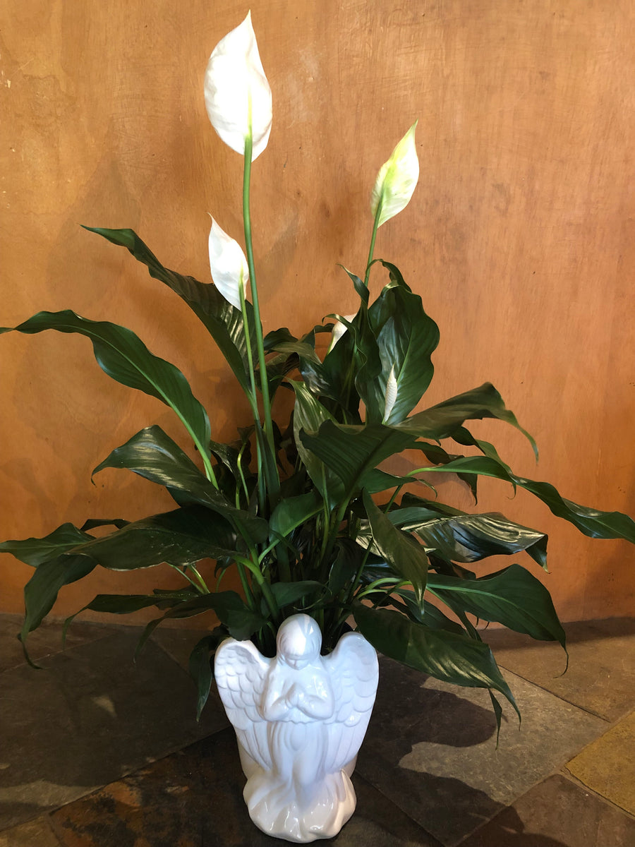 city of angels peace lily 6” Peace Lily in Angel Pot – Nicola Flora
