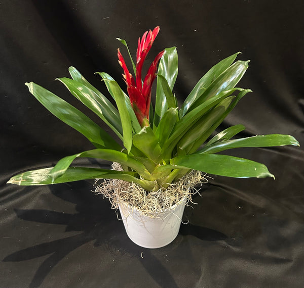 Bromeliad