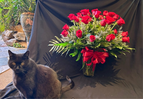 Contemporary Red Roses-Three Dozen