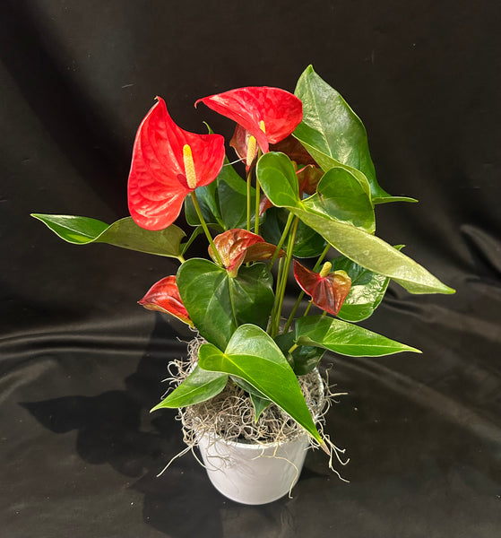 Anthurium