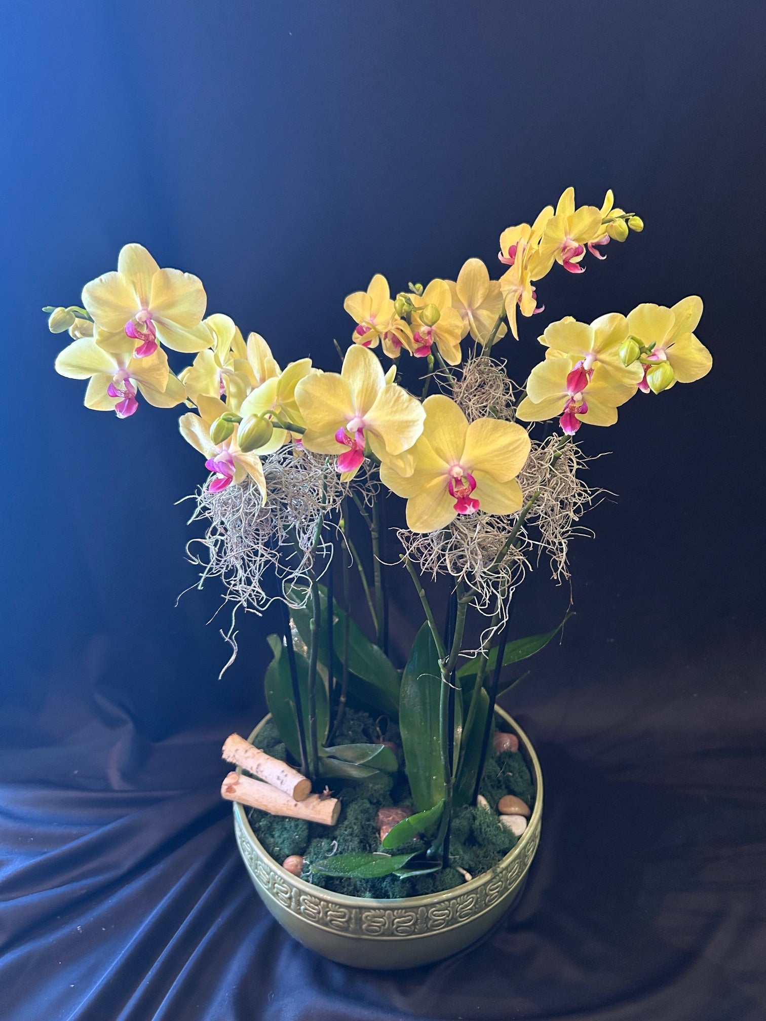 6 Stem Orchid in Ceramic Planter
