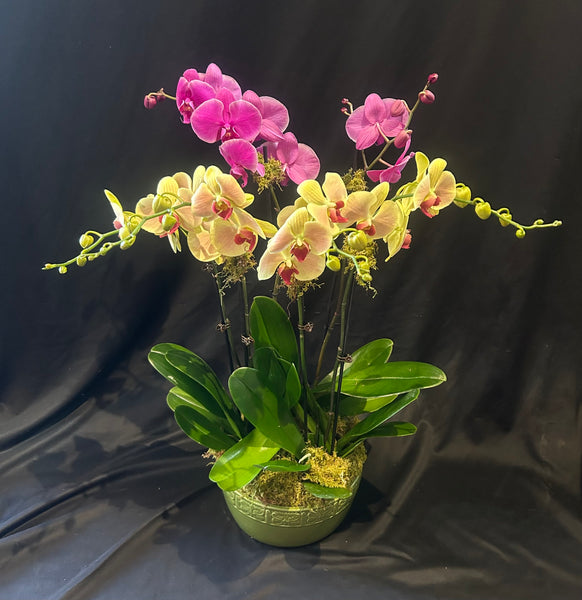 6 Stem Orchid in Ceramic Planter