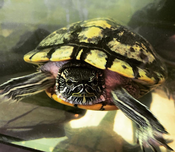 Yertle the Turtle (Chloe’s Cousin) Planter