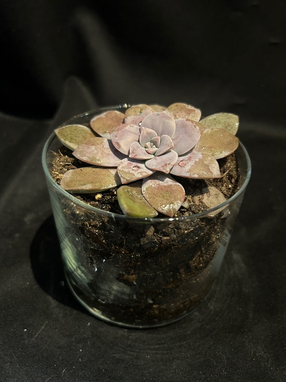 Succulent
