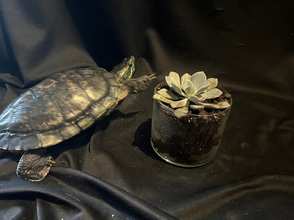 Succulent