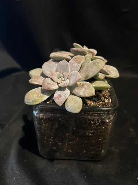 Succulent