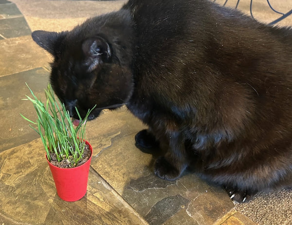 Cat Grass! Organic!