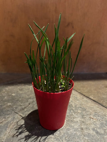 Cat Grass! Organic!