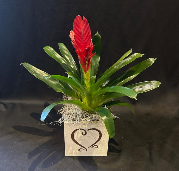 Bromeliad