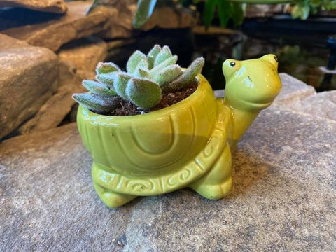Chloe the Turtle