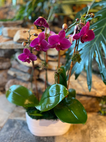 Elegant Orchids