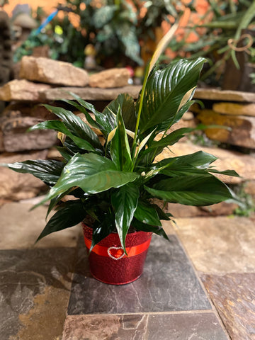 6" Peace Lily in a Valentine's Day Tin