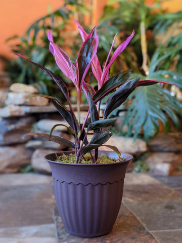 Cordyline Red Sister in 12" Decorative Pot