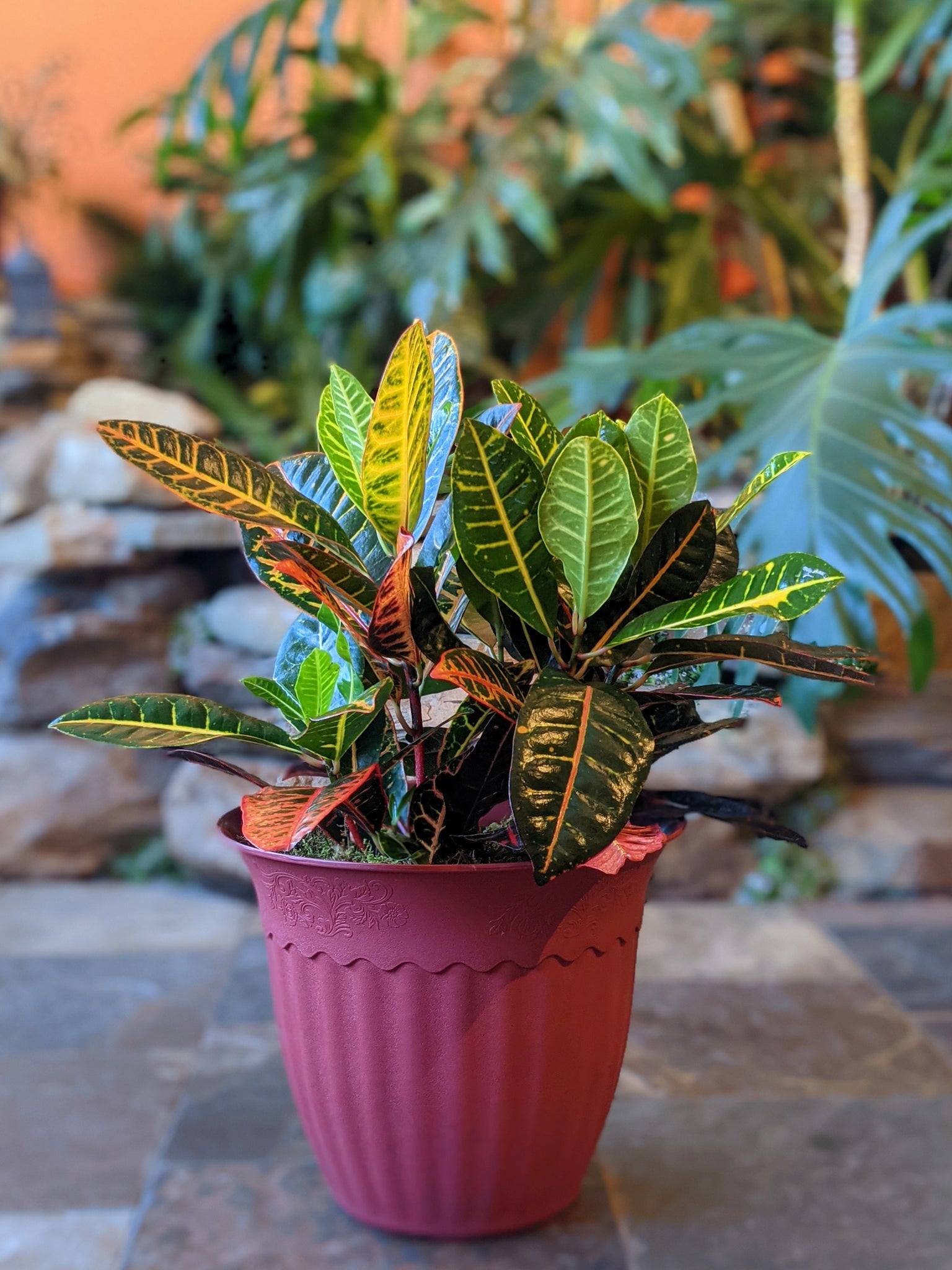 Croton Plant in 12" Decorative Pot