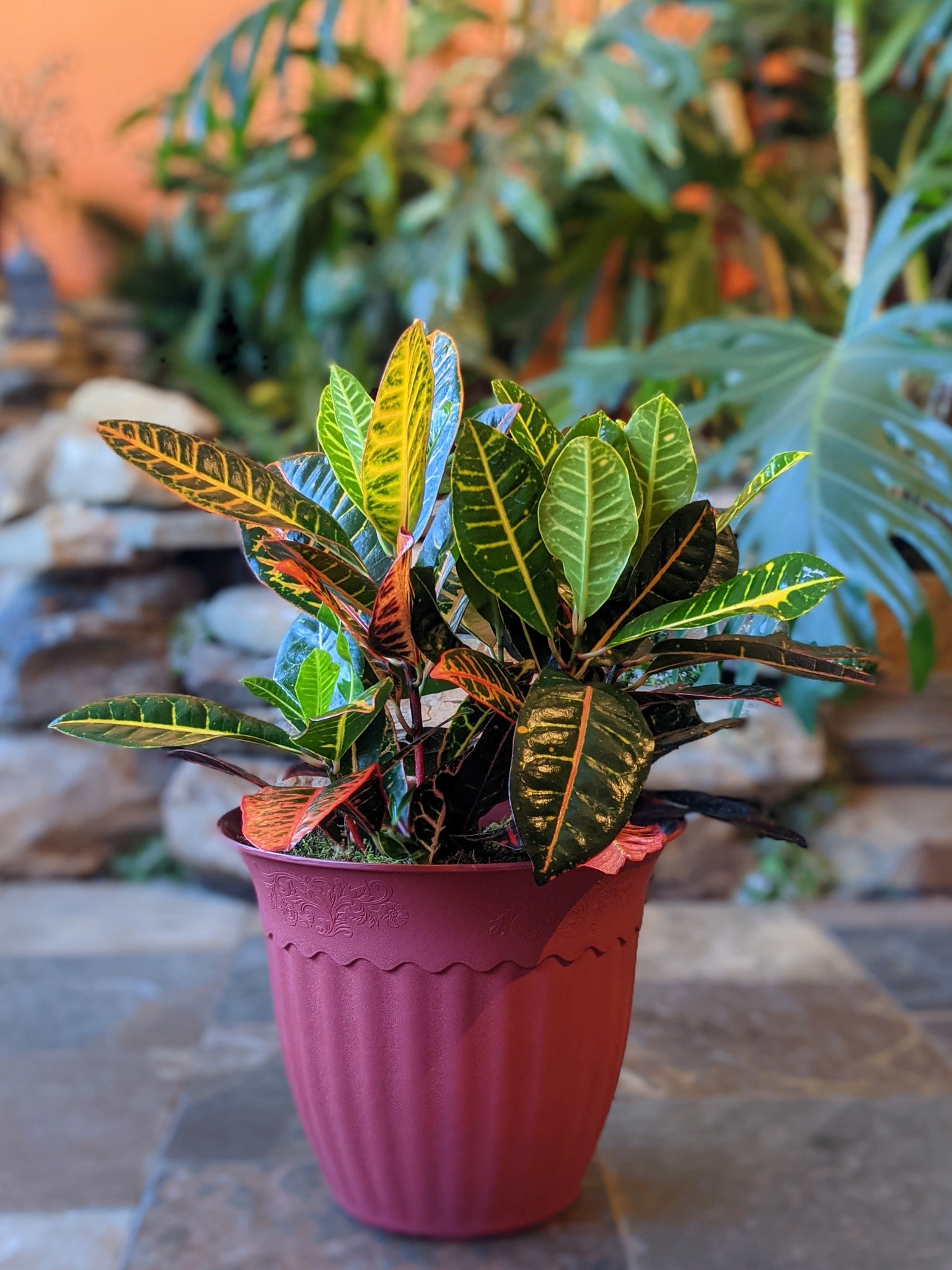 Croton Plant in 12" Decorative Pot