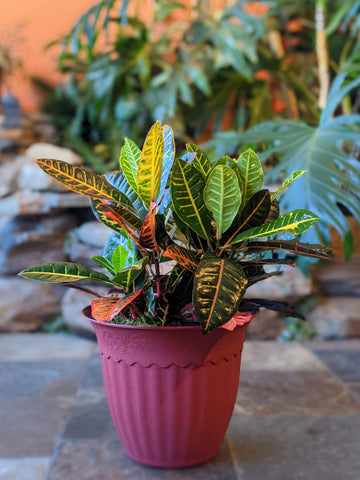 Croton Plant in 12" Decorative Pot