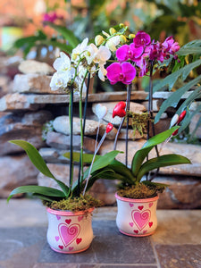 Orchid Plant - Valentine's Day Edition