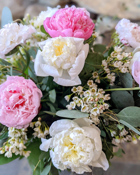 Pretty as a Peony