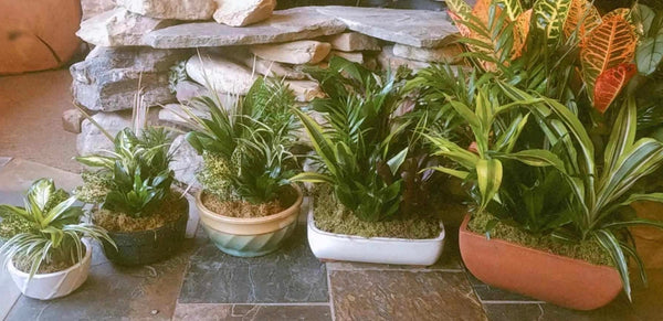 Dish Garden
