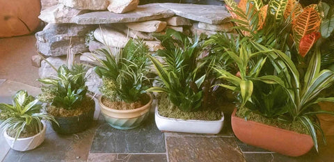 Dish Garden