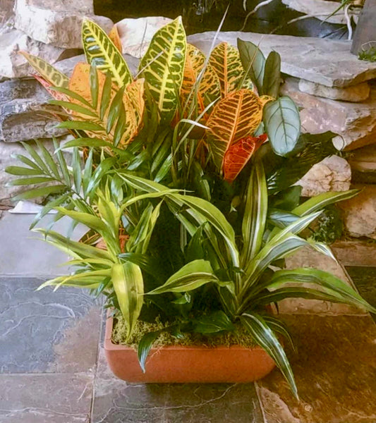 Dish Garden