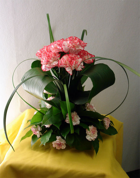 Clover of Carnations