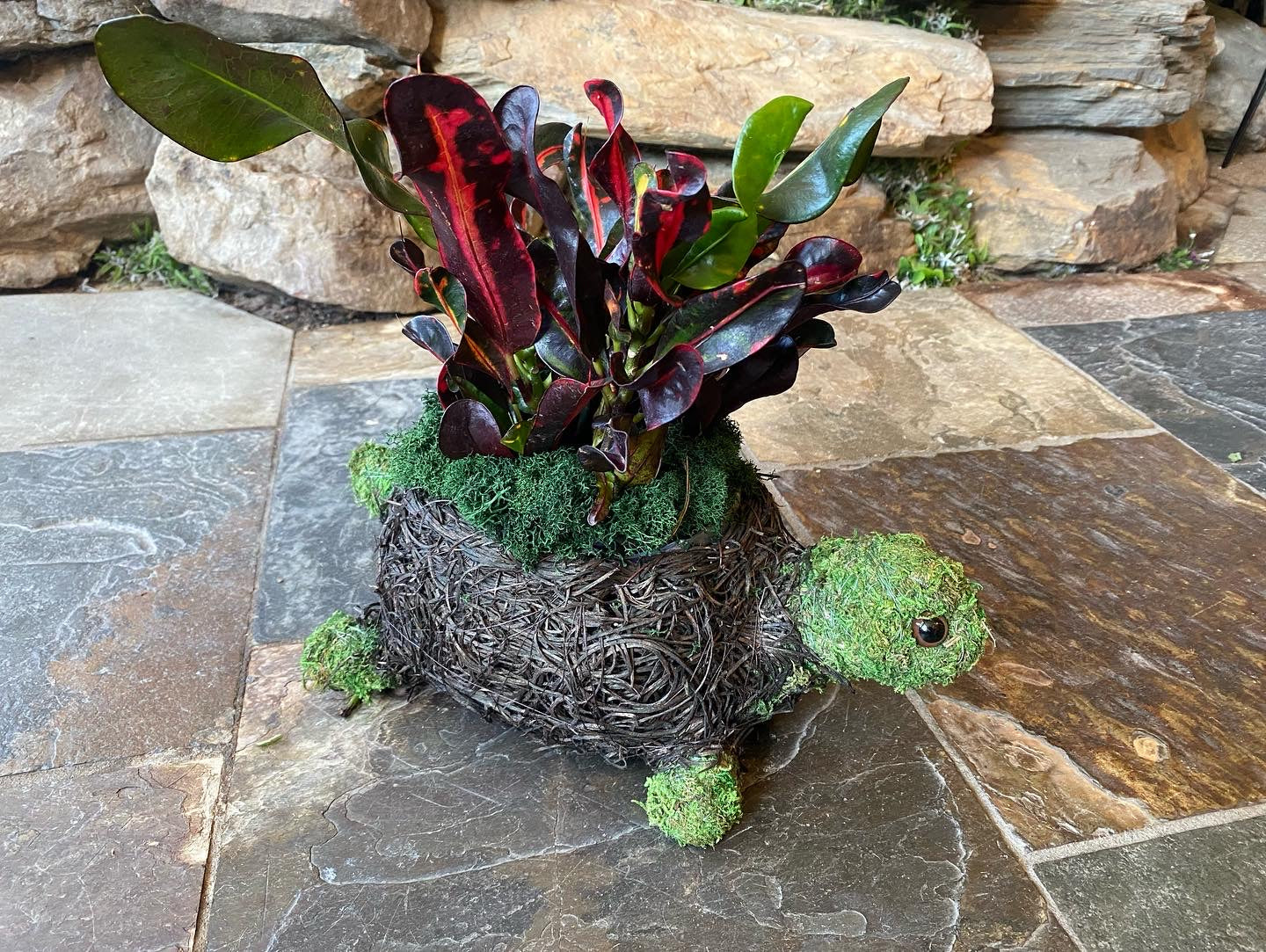 Yertle the Turtle (Chloe’s Cousin) Planter