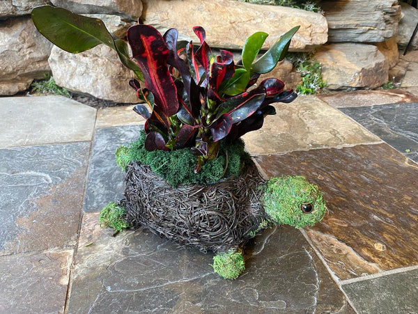 Yertle the Turtle (Chloe’s Cousin) Planter