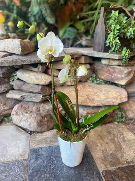 Phalaenopsis  Orchid Plant