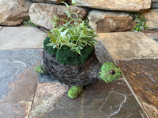 Yertle the Turtle (Chloe’s cousin) Planter