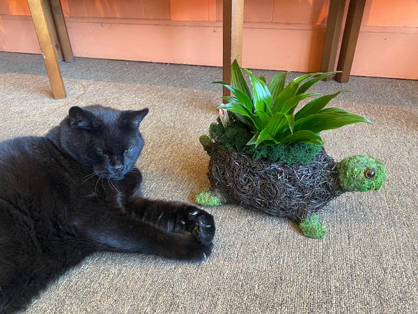 Yertle the Turtle (Chloe’s Cousin) Planter
