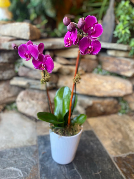 Dendrobium Orchid Plant