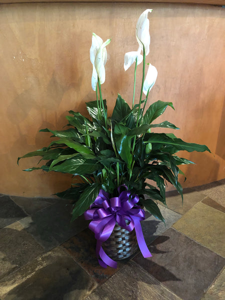 Peace Lily in Basket