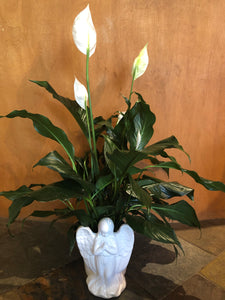 flower pots for peace lily 6” Peace Lily in Angel Pot – Nicola Flora