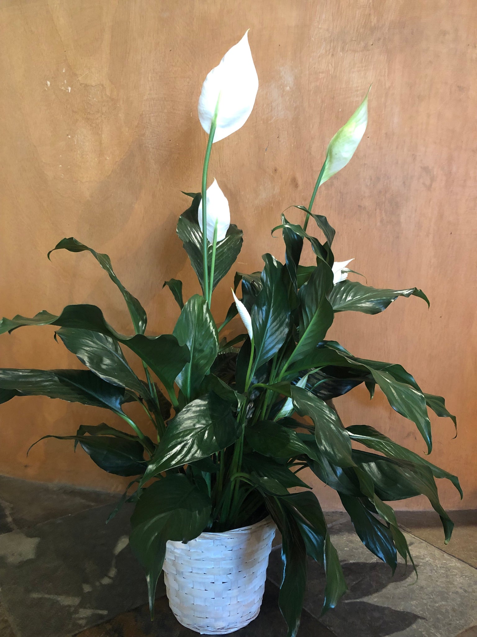 peace lily in basket Peace Lily in Basket – Nicola Flora