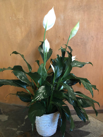 Peace Lily in Basket