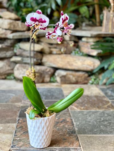 Phalaenopsis  Orchid Plant