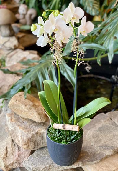 Modern Orchid and Succulent Arrangement