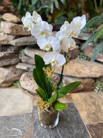 Phalaenopsis Orchid Plant – Nicola Flora