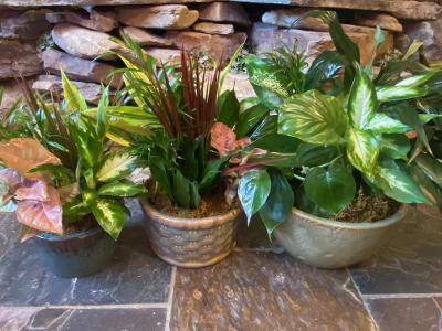 Dish Garden